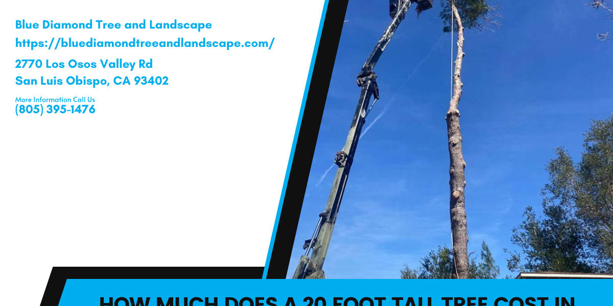 How much does a 20 foot tall tree cost in San Luis Obispo