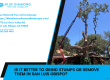 Is it better to grind stumps or remove them in San Luis Obispo