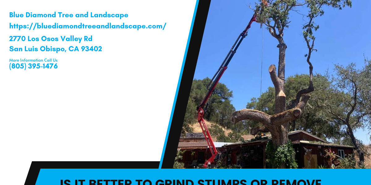 Is it better to grind stumps or remove them in San Luis Obispo