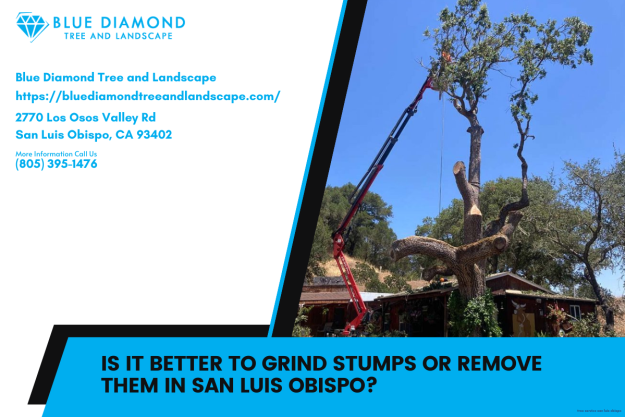 Is it better to grind stumps or remove them in San Luis Obispo