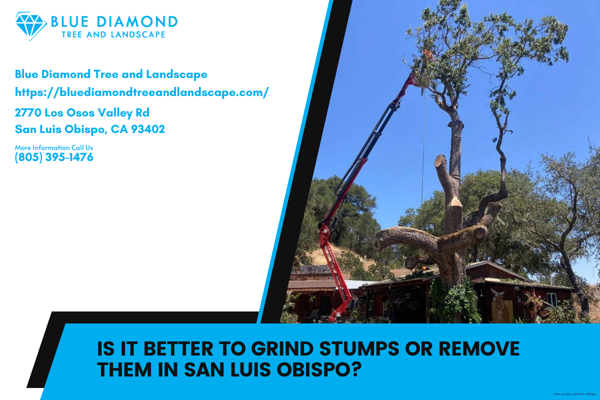 Is it better to grind stumps or remove them in San Luis Obispo